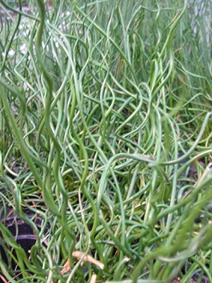 JUNCUS Twister